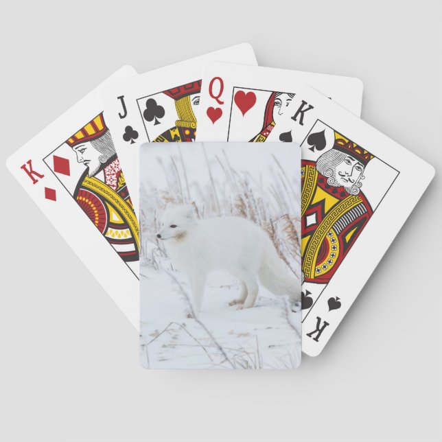 Baraja De Cartas Zorro ártico (Reverso)