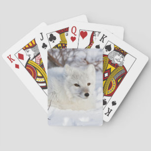 Baraja De Cartas Zorro ártico en invierno