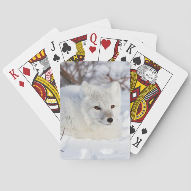 Baraja De Cartas Zorro ártico en invierno (Reverso)
