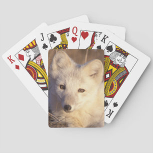 Baraja De Cartas zorro ártico, laguna alopex
