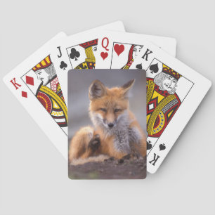 Baraja De Cartas zorro rojo, Vulpes vulpes, cachorro rascándose,