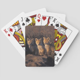 Baraja De Cartas zorro rojo, Vulpes vulpes, crías