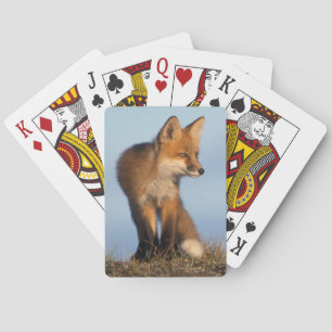 Baraja De Cartas zorro rojo, vulpes vulpes vulpes