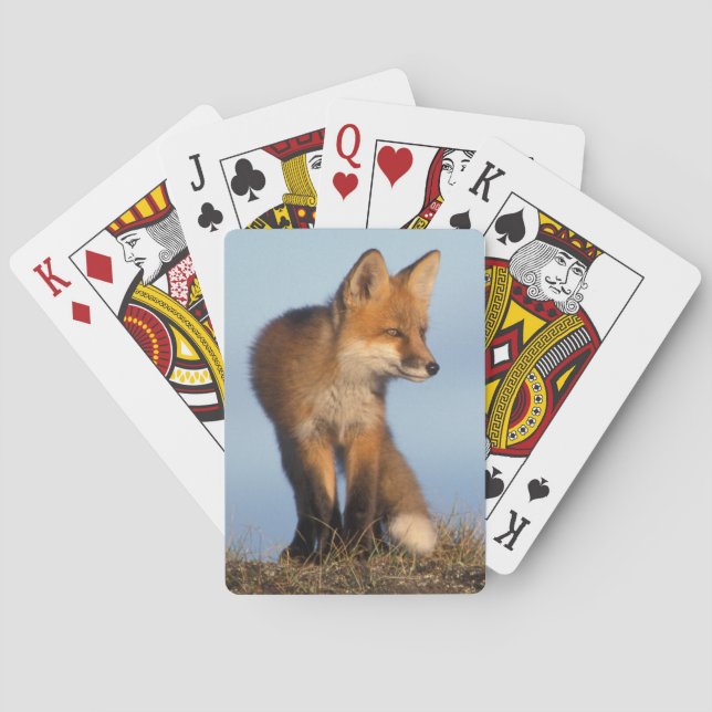 Baraja De Cartas zorro rojo, vulpes vulpes vulpes (Reverso)
