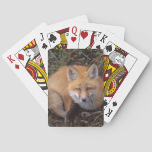 Baraja De Cartas zorro rojo, vulpes vulpes vulpes, en colores otoña