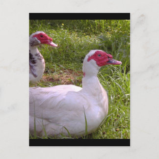 Barajas postales de Muscovy Drakes