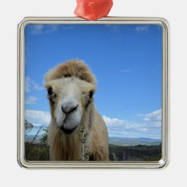 Baraka el ornamento sonriente de camello