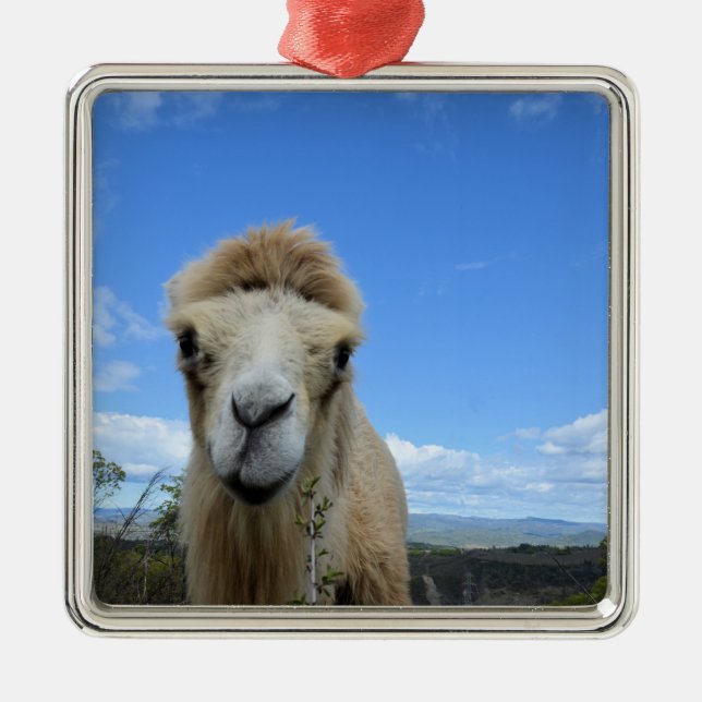 Baraka el ornamento sonriente de camello (Frente)