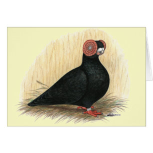 Barb: negro estándar