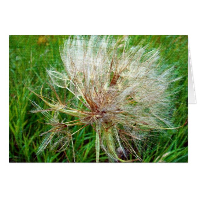 Barba de cabra (Anverso (Horizontal))