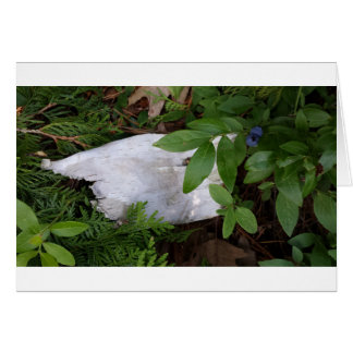 Bárbaro de aves azules