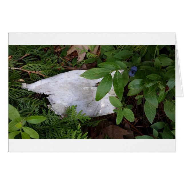 Bárbaro de aves azules (Anverso (Horizontal))