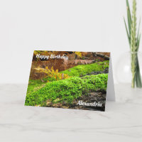Barca de árbol en los mosquitos de otoño - Tarjeta