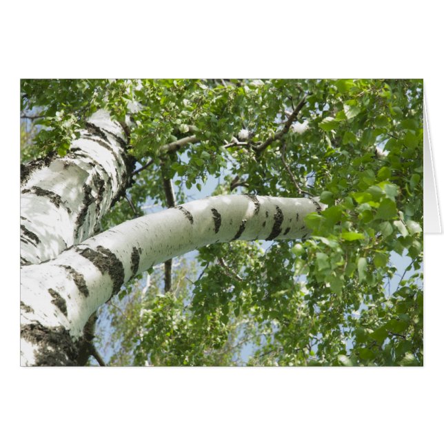 BARK TREE (Anverso (Horizontal))