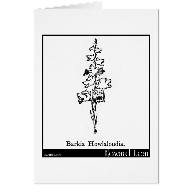 Barkia Howlaloudia. (Frente)