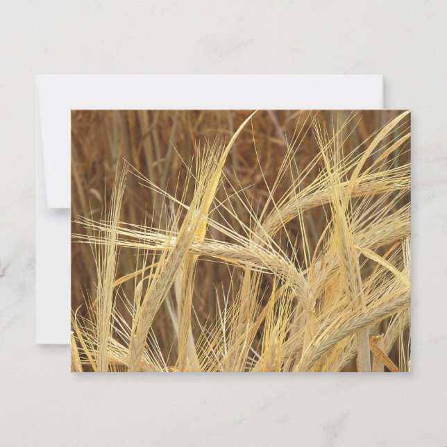 Barley (Anverso)