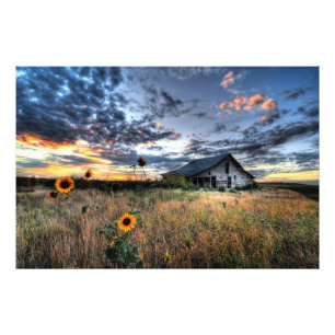 Barn antiguo con girasoles al atardecer - Foto de 