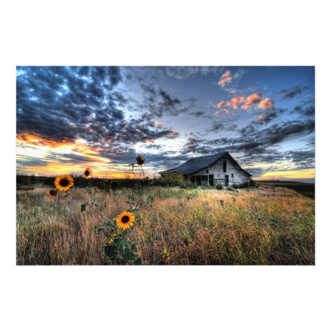 Barn antiguo con girasoles al atardecer - Foto de  (Frente)