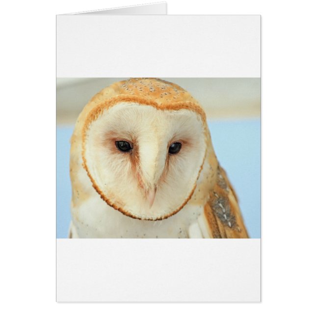 Barn Owl (Frente)