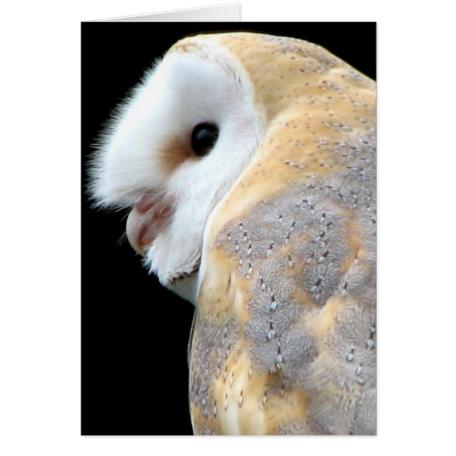 Barn Owl (Frente)