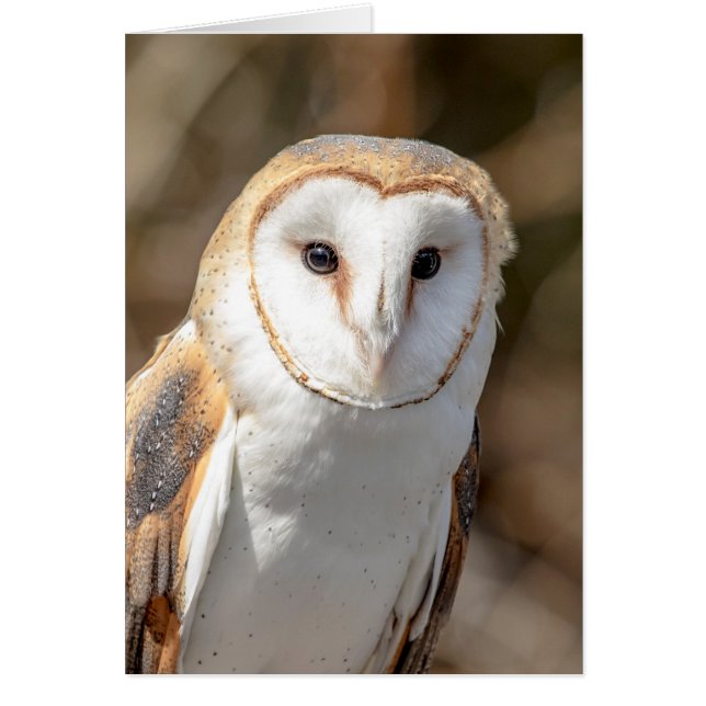 Barn Owl (Frente)