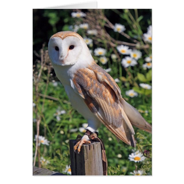 Barn Owl (Frente)