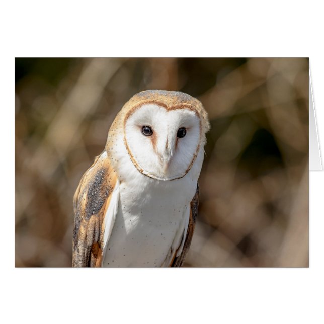 Barn Owl (Anverso (Horizontal))