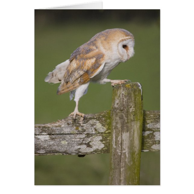 Barn Owl (Frente)