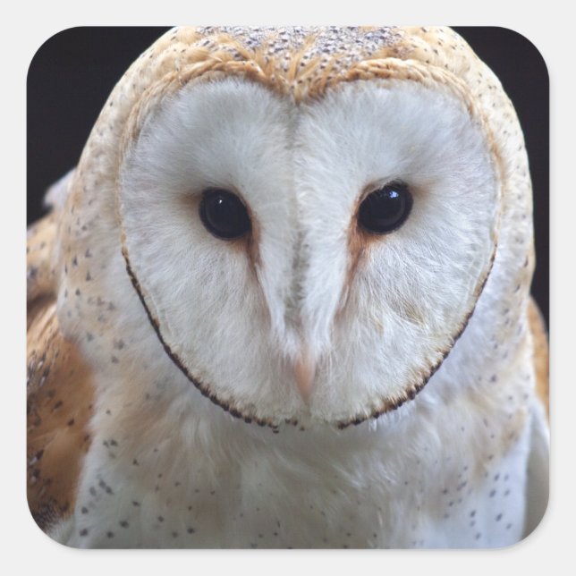Barn Owl Pegatina (Anverso)