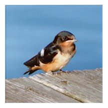 Barn Swallow arte de pared acrílico