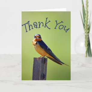 Barn Swallow Foto - Tarjeta de agradecimiento