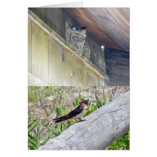 Barn Swallow Series (Frente)