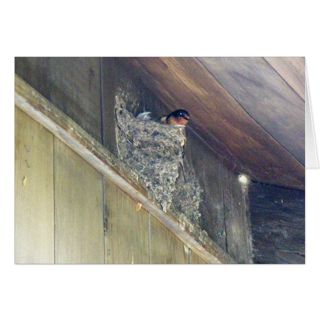 Barn Swallow Series (Anverso (Horizontal))