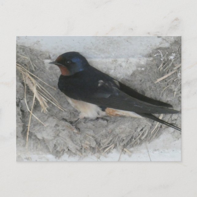 Barn Tragar en la tarjeta postal Nest DIY (Anverso)