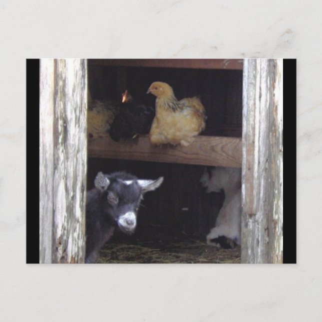 Barn Yard postales (Anverso)