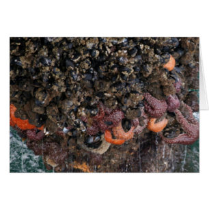 Barnacles y starfish