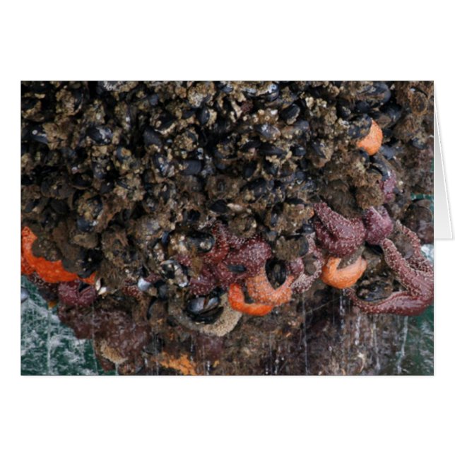 Barnacles y starfish (Anverso (Horizontal))