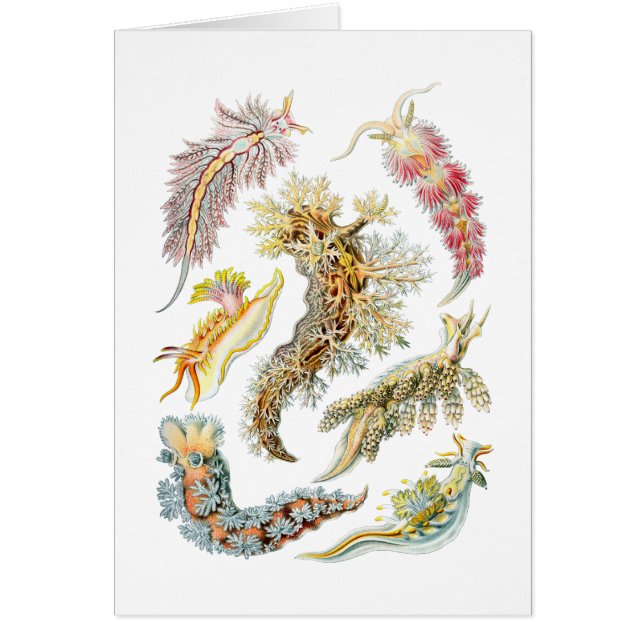 Barras de mar (Frente)