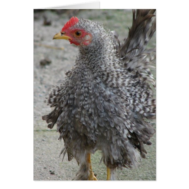 Barred Frizzle (Frente)