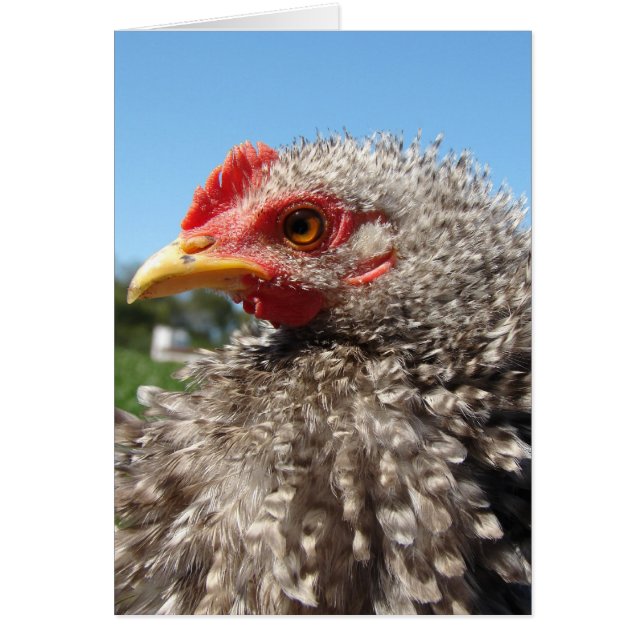 Barred Frizzle Cockeral (Frente)