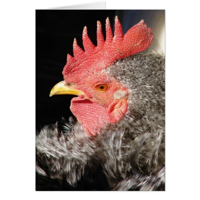 Barred Frizzle Rooster (Frente)