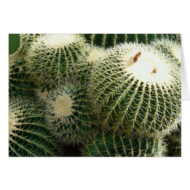 Barrel Cactus Blank (Anverso (Horizontal))