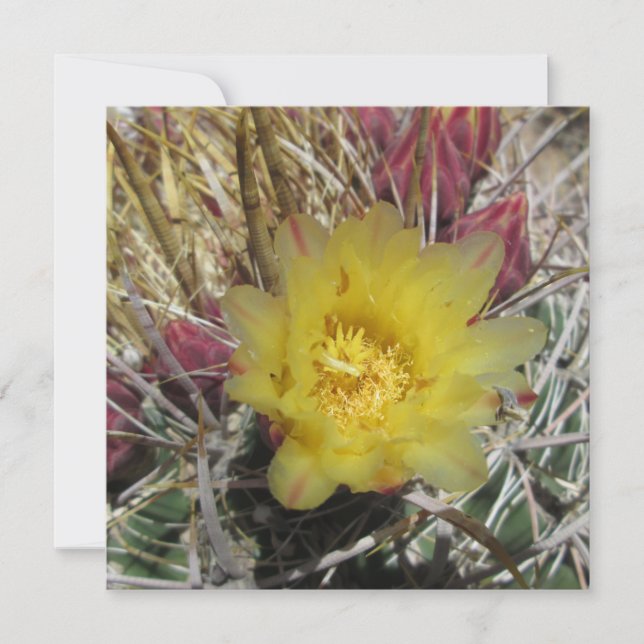 Barrel Cactus Fishgancho Amarillo (Anverso)