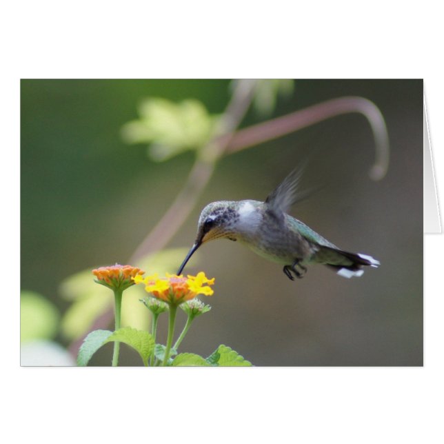 Barrido de verano (Anverso (Horizontal))