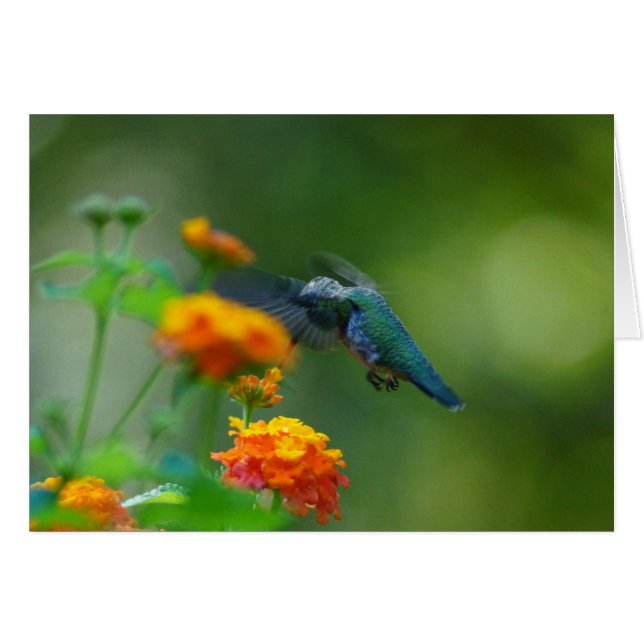 Barrido de verano (Anverso (Horizontal))