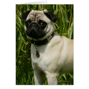 Barro amasado que mira la cámara