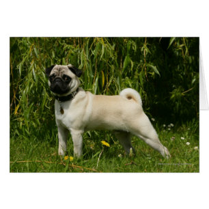 Barro amasado que mira la cámara