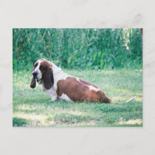 Bart la tarjeta postal del heón basset 3