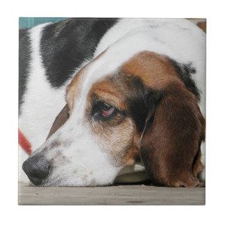 Basset Hound hace frente a la teja
