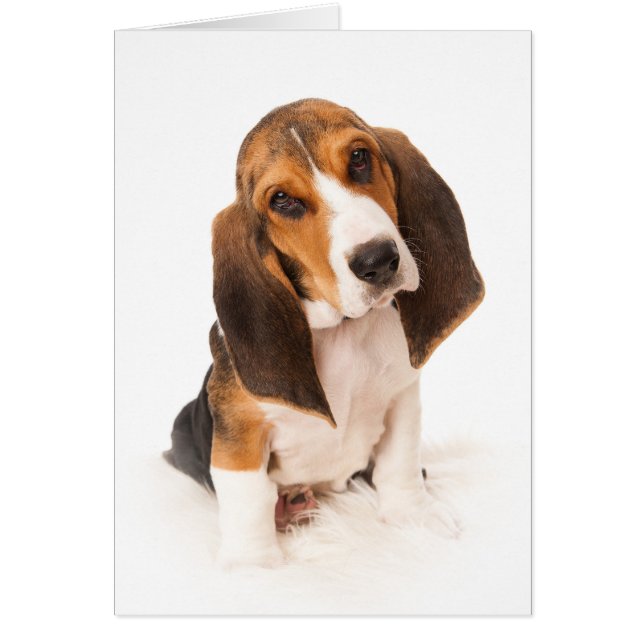 Basset hound puppy (Frente)